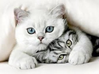 Gatos